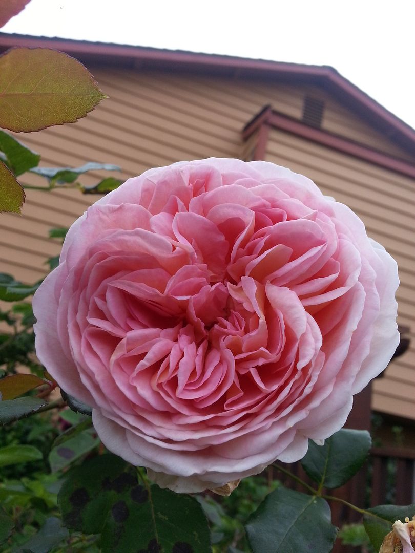  photo 20140909_171859_zpscsbfeml9.jpg